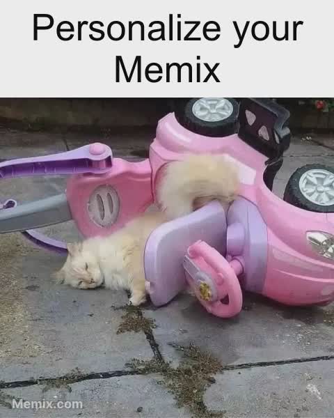 Cat Car Crash Meme, GIF - Share with Memix