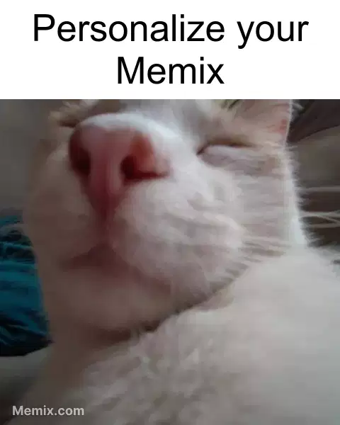 Cat Closed Eyes Meme GIF Share with Memix