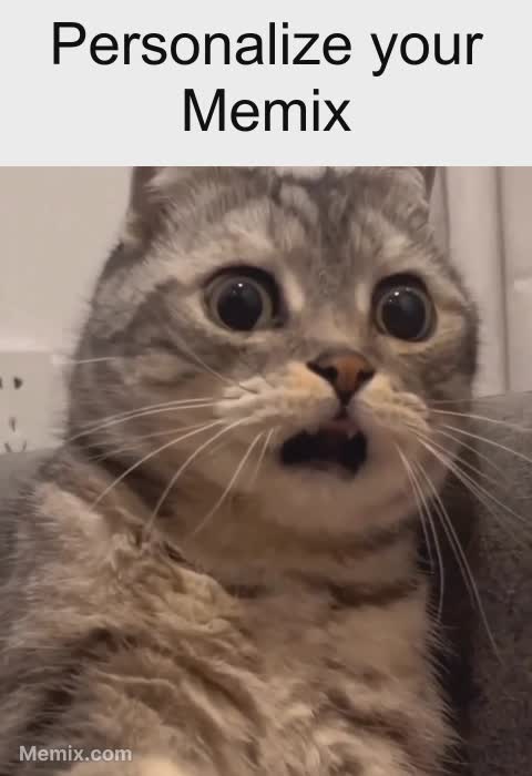 shocked cat meme