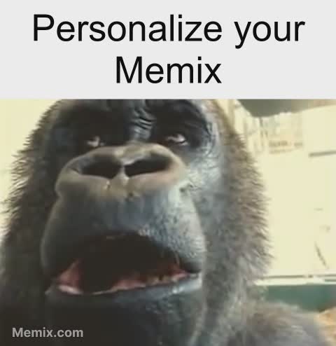 funny gorilla meme