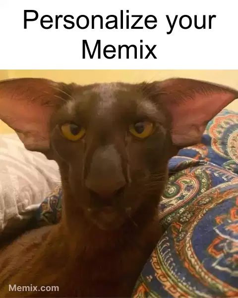 Ugly Egypt Cat Stare Meme, GIF - Share with Memix