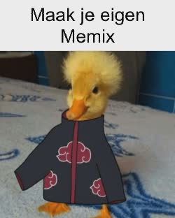 brazil-akatsuki-duck