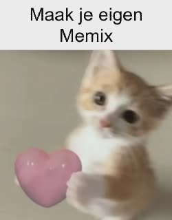 A Baby Cat Holds Up Heart 