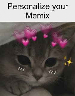 brazil-cute-cat