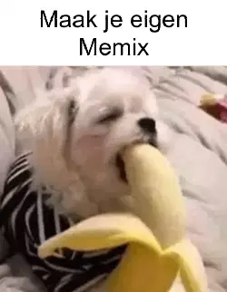Little Dog Eats Banana 