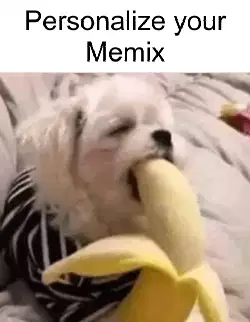 Little Dog Eats Banana 