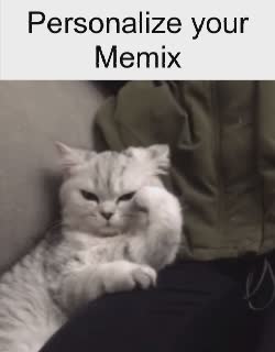 brazil-mad-frown-cat