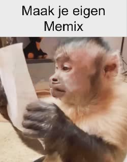 A Monkey Reads Paper 