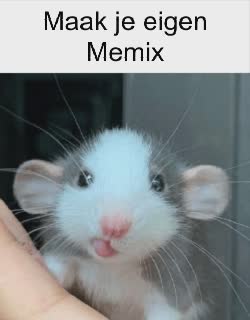brazil-rodent-tongue