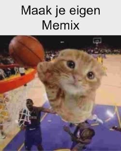 A Small Brown Cat Dunks Basketball 