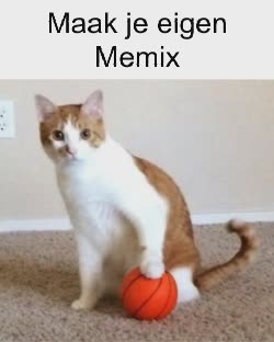 Cat Rests Paw On Basketball 