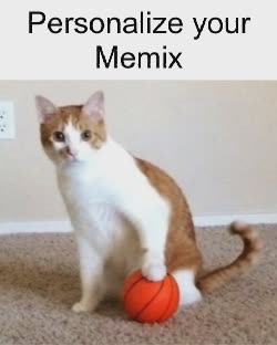 Cat Rests Paw On Basketball 