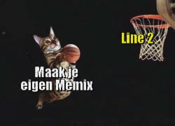 A Striped Cat Dunks Basketball 