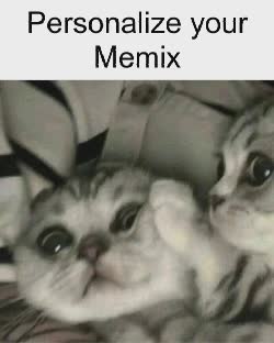 Cat Car Crash Meme, GIF - Share with Memix