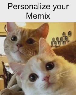 Two Cats Smile And Look At Camera 