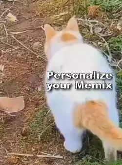 cat-dancing