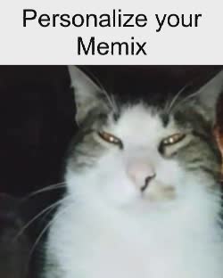 cat-dark-stare