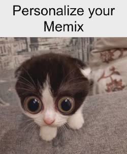 Baby Cat Is Flabbergasted 