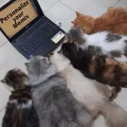 Group Of Cats Watch Computer 