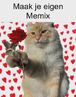 Cat Holds Out Red Rose 