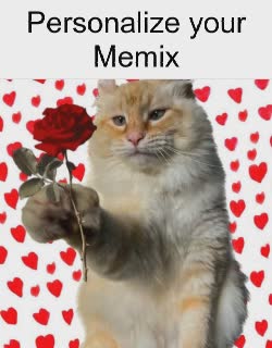Cat Holds Out Red Rose 