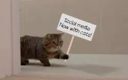 Social media: Now with cats! meme