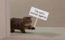 The cat's secret agenda meme