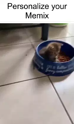 cat-in-bowl