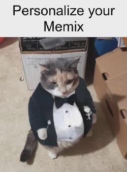 Fat Cat Wears Suit 