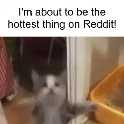 I'm about to be the hottest thing on Reddit! meme