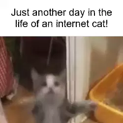 Just another day in the life of an internet cat! meme