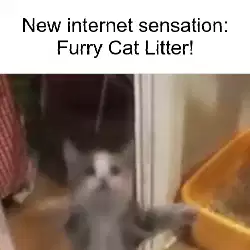 New internet sensation: Furry Cat Litter! meme