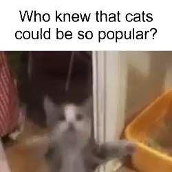 Who knew that cats could be so popular? meme