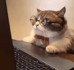 Cat With Glasses Looks At Screen 