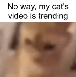 No way, my cat's video is trending meme