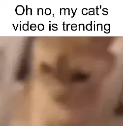 Oh no, my cat's video is trending meme
