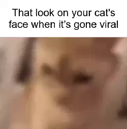 That look on your cat's face when it's gone viral meme