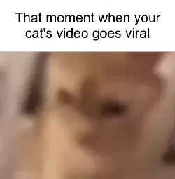 That moment when your cat's video goes viral meme