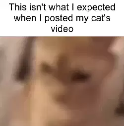This isn't what I expected when I posted my cat's video meme