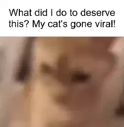 What did I do to deserve this? My cat's gone viral! meme