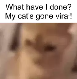 What have I done? My cat's gone viral! meme