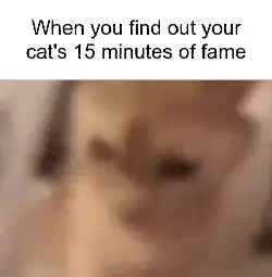 When you find out your cat's 15 minutes of fame meme