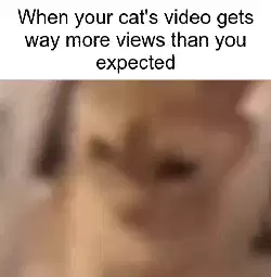 When your cat's video gets way more views than you expected meme