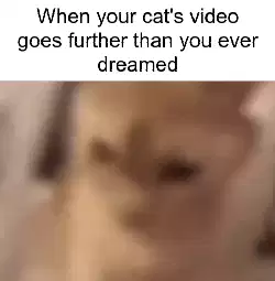 When your cat's video goes further than you ever dreamed meme