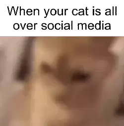 When your cat is all over social media meme