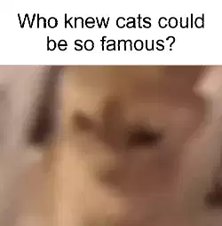 Who knew cats could be so famous? meme