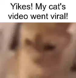 Yikes! My cat's video went viral! meme