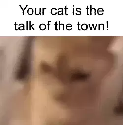 Your cat is the talk of the town! meme