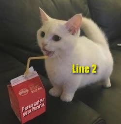 Small White Cat Sips Milks 