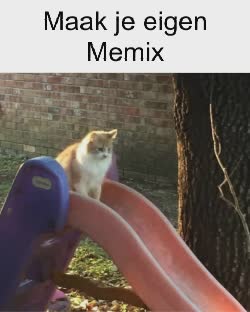 cat-on-slide-sad